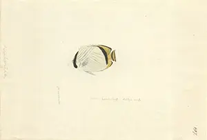 1754 1794 Prints: Chaetodon vagabundus, vagabond butterflyfish