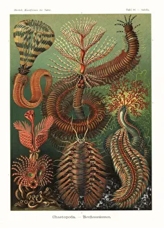 Annelid Gallery: Chaetopoda or annelid ringed worms