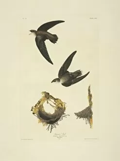 Apodiformes Gallery: Chaetura pelagica, chimney swift