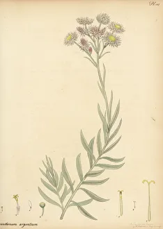 Henry Andrews Prints: Chaff flower, Achyranthemum argenteum