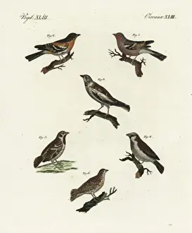 Brambling Prints: Chaffinch, brambling, white-winged snowfinch, and sparrows