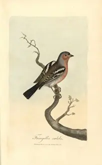 Coelebs Prints: Chaffinch, Fringilla coelebs