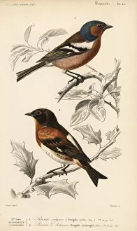 Chaffinch Collection: Chaffinch, Fringilla coelebs, and brambling