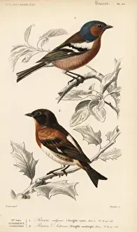 Travies Prints: Chaffinch, Fringilla coelebs, and brambling