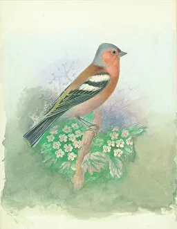 Chaffinch Collection: Chaffinch (male)
