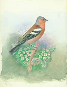 Chaffinch (male)
