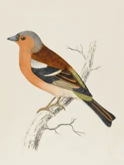 Means Prints: Chaffinch (Morris)