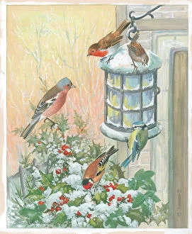 Chaffinch Collection: Chaffinch, Robin, Wren, Goldfinch and Blue Tit and lantern