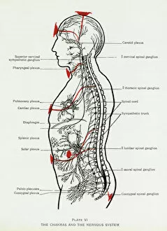 Images Dated 13th December 2011: Chakras and Nervous System