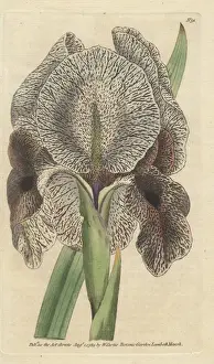 Chalcedonian iris or mourning iris, Iris susiana
