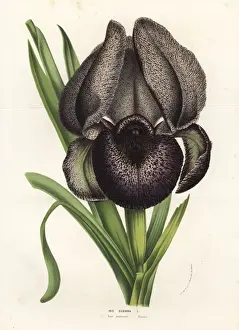 Mourning Prints: Chalcedonian iris or mourning iris, Iris susiana