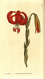 Lily Gallery: Chalcedonian lily, Lilium chalcedonicum