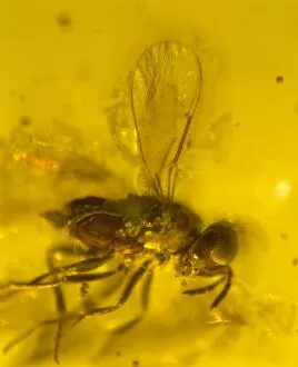 Cenozoic Collection: Chalcid wasp in amber