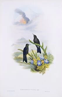 John Gould Gallery: Chalcostigma stanleyi vulcani, blue-mantled thornbill