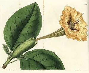Watts Collection: Chalice vine or spotted-flowered solandra, Solandra guttata