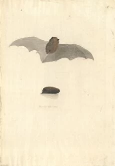 Arboreal Gallery: Chalinolobus tuberculatus, long-tailed wattled bat