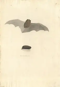 Forster Prints: Chalinolobus tuberculatus, long-tailed wattled bat