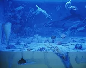 Cretaceous Period Collection: Chalk sea diorama