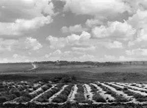 Puddle Prints: Chalk Soil Ploughing