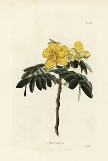 Capensis Prints: Chamaecrista capensis