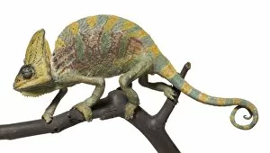 Articulated Collection: Chamaeleo calyptratus, veiled chameleon