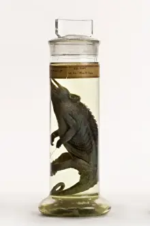 Chamaeleo jacksonii, Jacksons chameleon