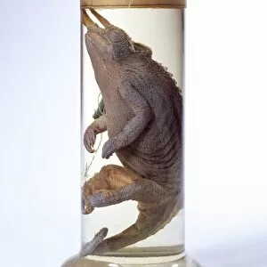 Lepidosauria Gallery: Chamaeleo jacksonii, Jacksons chameleon