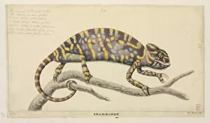 Lepidosauria Gallery: Chamaeleo zeylanicus, Indian chameleon