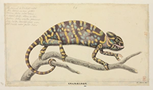 Lepidosaur Gallery: Chamaeleo zeylanicus, Indian chameleon