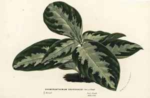 Chamaeranthemum beyrichii var. rotundifolium