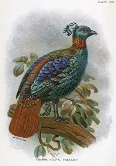Pheasant Prints: Chamba Moonal Pheasant