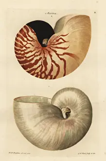 Polished Prints: Chambered or great nautilus shell, Nautilus pompilius