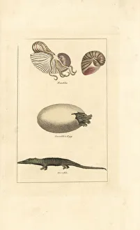 Amphibia Prints: Chambered nautilus and crocodile and egg