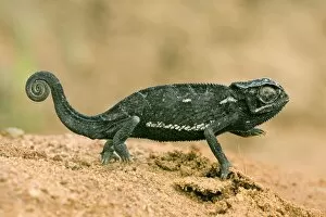 Amphibians Collection: Chameleon