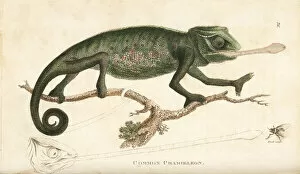 Amphibia Collection: Chameleon, Chamaeleo chamaeleon