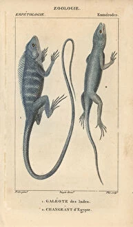 Agama Gallery: Chameleon forest dragon, Gonocephalus chamaeleontinus