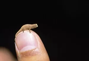 Amphibians Collection: CHAMELEON - on human finger, to show scale