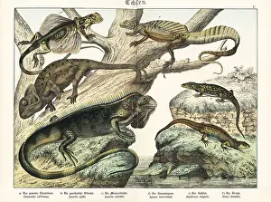 Herpetology Prints: Chameleon, lizards, iguana, basilisk and flying dragon