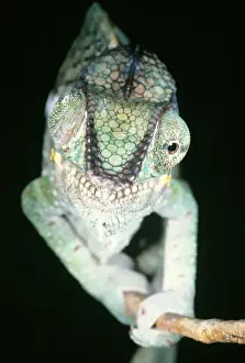 Expressions Prints: Chameleon - showing eyes swiveling