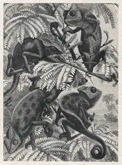 Incredibly Prints: Chameleons in Foliage