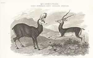 Hurst Prints: Chamois and blackbuck