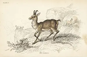 Chamois, Rupicapra rupicapra