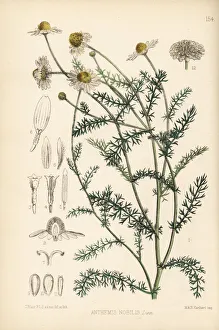 Nobilis Collection: Chamomile, Anthemis nobilis