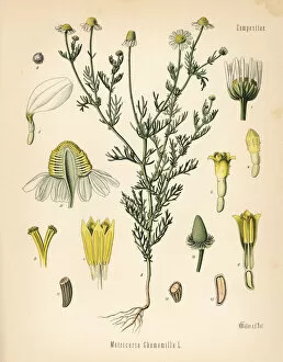 Camomile Collection: Chamomile or camomile, Matricaria chamomilla