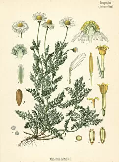 Nobilis Collection: Chamomile, Chamaemelum nobile