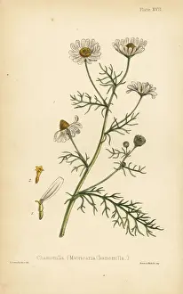 Sowerby Prints: Chamomile, Matricaria chamomilla