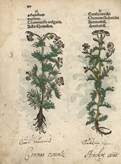 Camomile Collection: Chamomile, Matricaria chamomilla, and stinking