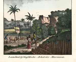 Chamorro Prints: Chamorro farmers ploughing fields in the Mariana islands