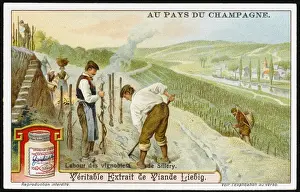 Tending Prints: Champagne Production