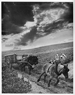 In Champagne Country